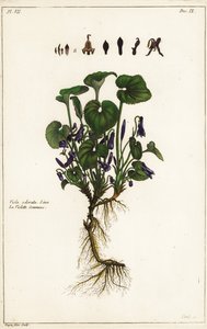Tatlı menekşe, Viola odorata, Linn