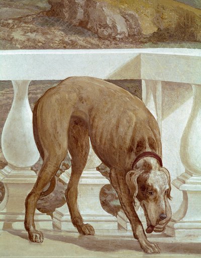 Balkonda köpek. Taze detay. Paolo Caliari