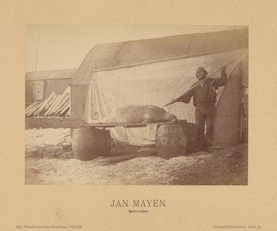Jan Mayen, Bartrobbe by (Linienschiffs Lieutenant) Richard Basso