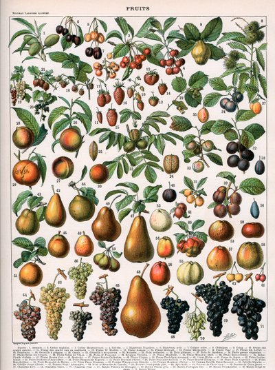 Meyve Çeşitlerinin İllüstrasyonu, c.1905-10 (renkli taş) by (after) Alillot