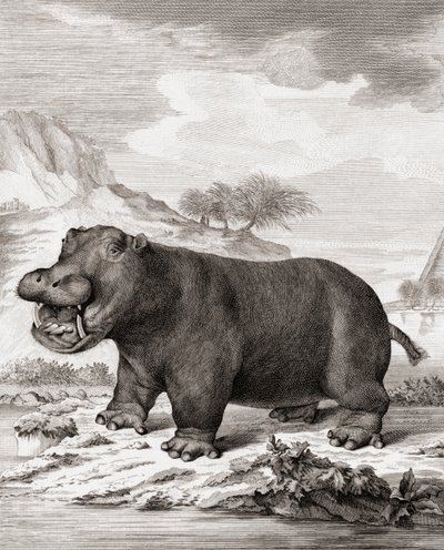 Bir su aygırı (Hippopotamus amphibius) by (after) Dutch School