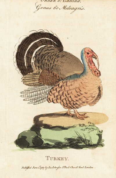 Türkiye, Meleagris gallopavo by (after) English School