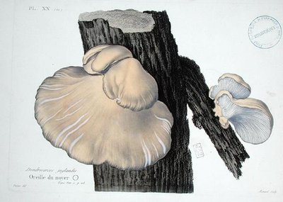 Dendrosarcos juglandis, J.H. Leveille tarafından 