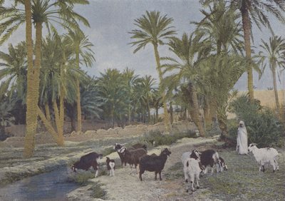 Cezayir