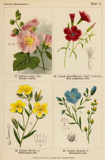 Althaea Rosea, Linum Grandiflorum, Linum Flavum, Linum Perenne (renkli lito) by (after) German School