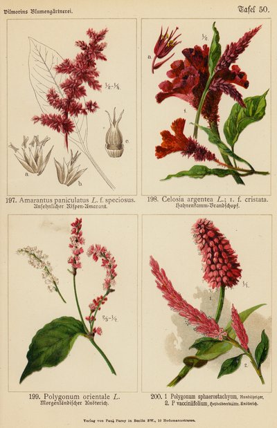 Amarantus Paniculatus, Celosia Argentea, Polygonum Orientale, Polygonum Sphaerostachyum, Polygonum Vacciniifolium (renkli lito) by (after) German School