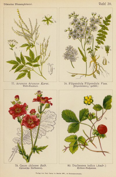 Aruncus Aruncus, Filipendula Filipendula, Geum Chilense, Duchesnea Indica (renkli lito) by (after) German School