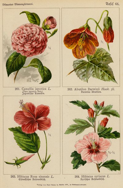 Camellia Japonica, Abutilon Darwinii, Hibiscus Rosa Sinensis, Hibiscus Syriacus (renkli lito) by (after) German School