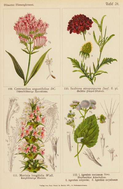 Centranthus Angustifolius, Scabiosa Atropurpurea, Morinia Longifolia, Ageratum Mexicanum, Ageratum Conyzodes, Ageratum Corymbosum (renkli lito) by (after) German School