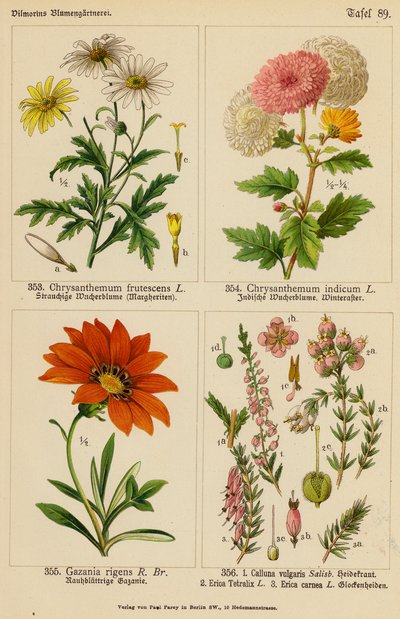 Chrysanthemum Frutescens, Chrysanthemum Indicum, Gazania Rigens, Calluna Vulgaris, Erica Tetralix, Erica Carnea (renkli lito) by (after) German School