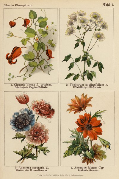 Clematis Viorna, Thalictrum Aquilegifolium, Anemone Coronaria, Anemone Fulgens (renkli lito) by (after) German School