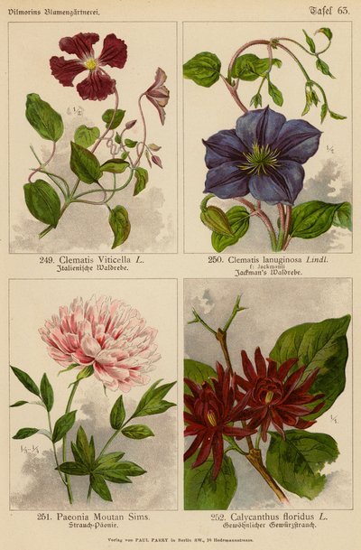 Clematis Viticella, Clematis Lanuginosa, Paeonia Moutan Sims, Calycanthus Floridus (renkli lito) by (after) German School