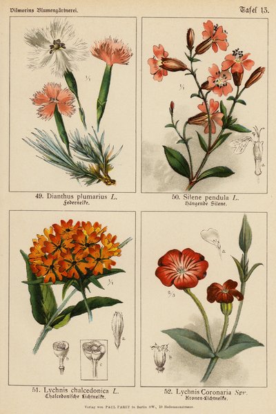 Dianthus Plumarius, Silene Pendula, Lychnis Chalcedonica, Lychnis Coronaria (renkli litho) by (after) German School