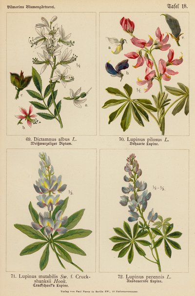 Dictamnus Albus, Lupinus Pilosus, Lupinus Mutabilis, Lupinus Perennis (renkli lito) by (after) German School