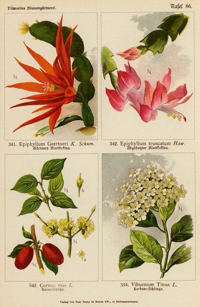 Epiphyllum Gaertneri, Epiphyllum Truncatum, Cornus Mas, Viburnum Tinus (renkli lito) by (after) German School