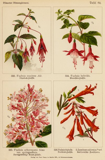 Fuşya Coccinea, Fuşya Hybrida, Fuşya Arborescens, Fuşya Triphylla, Zauschnera Californica (renkli litho) by (after) German School