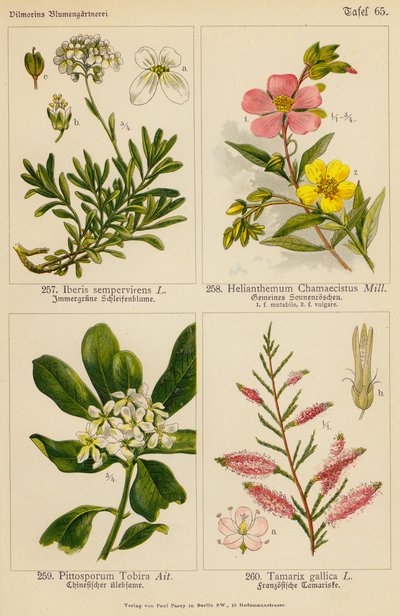 Iberis Sempervirens, Helianthemum Chamaecistus, Pittosporum Tobira, Tamarix Gallica (renkli lito) by (after) German School