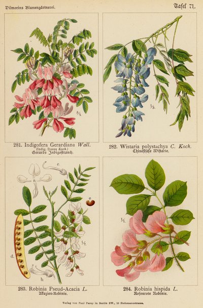 Indigofera Gerardiana, Wistaria Polystachya, Robinia Pseud-Acacia, Robinia Hispida (renkli litho) by (after) German School
