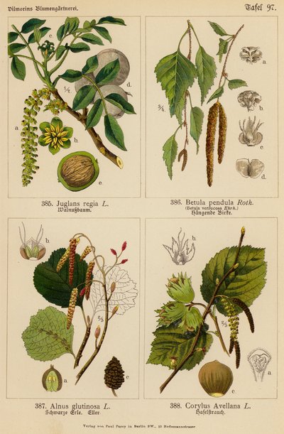 Juglans Regia, Betula Pendula, Alnus Glutinosa, Corylus Avellana (renkli lito) by (after) German School