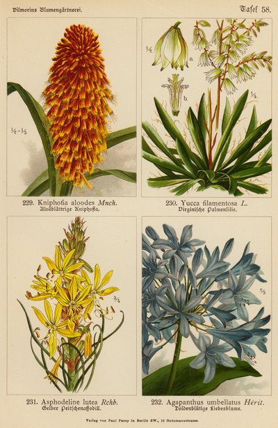 Kniphofia Aloodes, Yucca Filamentosa, Asphodeline Lutea, Agapanthus Umbellatus (renkli lito) by (after) German School