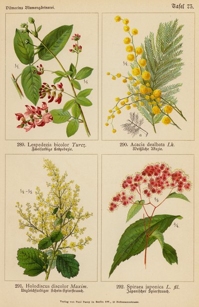 Lespedezia Bicolor, Acacia Dealbata, Holodiscus Discolor, Spiraea Japonica (renkli lito) by (after) German School