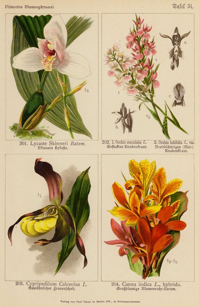 Lycaste Skinneri, Orchis Maculata, Orchis Latifolia, Cypripedilum Calceolus, Canna Indica (renkli lito) by (after) German School