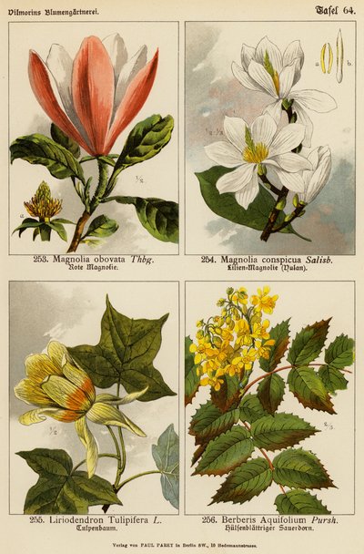 Manolya Obovata, Manolya Conspicua, Liriodendron Tulipifera, Berberis Aquifolium (renkli lito) by (after) German School