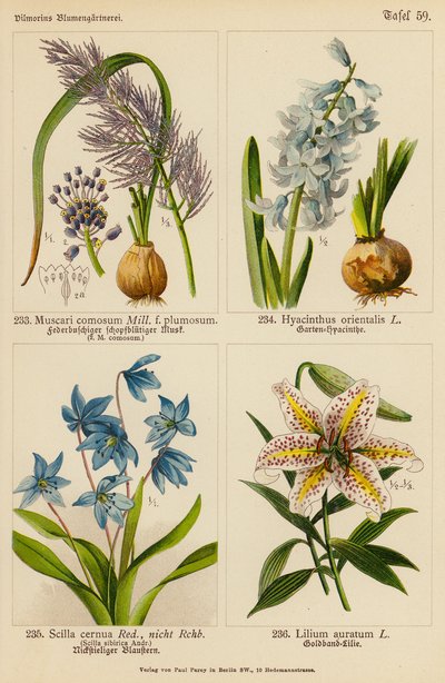 Muscari Comosum, Hyacinthus Orientalis, Scilla Cernua, Lilium Auratum (renkli lito) by (after) German School