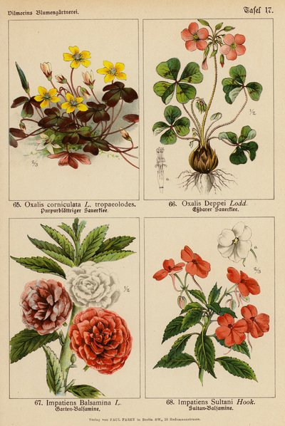 Oxalis Corniculata, Oxalis Deppei, Impatiens Balsamina, Impatiens Sultani (renkli litho) by (after) German School