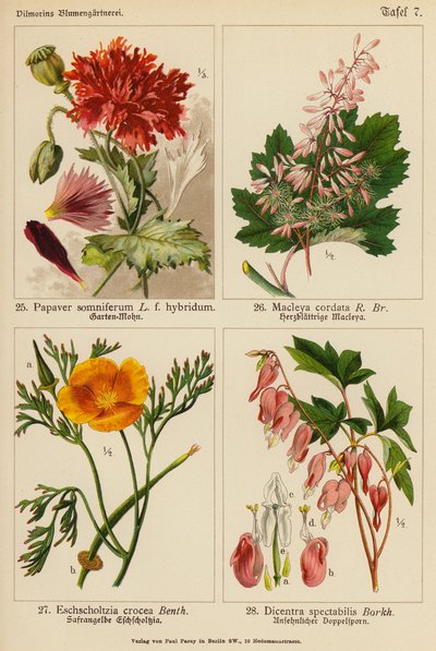 Papaver Somniferum, Macleya Cordata, Eschscholtzia Crocea, Dicentra Spectabilis (renkli lito) by (after) German School