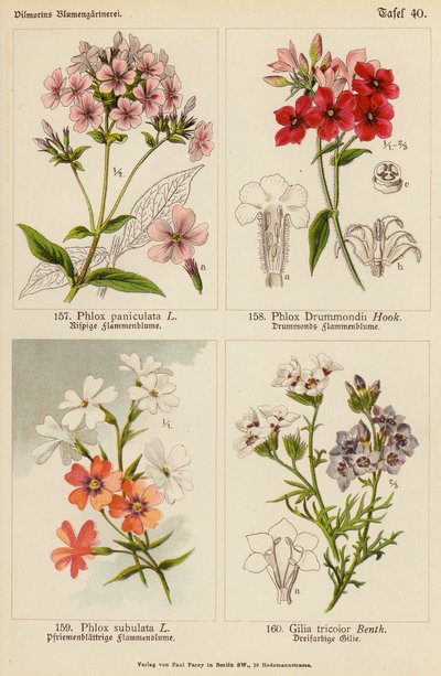 Phlox Paniculata, Phlox Drummondii, Phlox Subulata, Gilia Tricolor (renkli litho) by (after) German School
