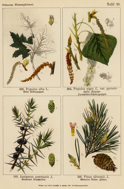 Populus Alba, Populus Nigra, Juniperus Communis, Pinus Silvestris (renkli lito) by (after) German School