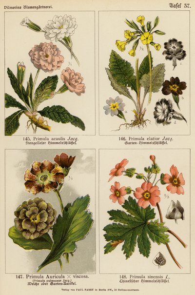 Primula Acaulis, Primula Elatior, Primula Auricula x Viscoa, Primula Pubescens, Primula Sinensis (renkli lito) by (after) German School