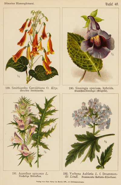 Smithiantha Geroldtiana, Sinningia Speciosa, Acanthus Spinosus, Verbena Aubletia (renkli litho) by (after) German School