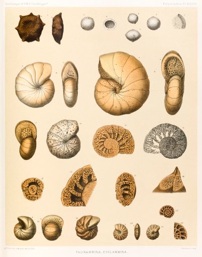 Thurammina-Cyclammina (Foraminifera PL. XXXVII)? ?HMS Yolculuğu ?Challenger?1873-76?dan? 1884