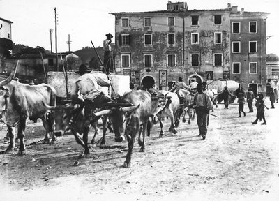 Carrara: Apuan ocaklarından bir heykeltıraşın atölyesine veya stüdyosuna gelen büyük mermer bloklarını öküzler taşıyor (s/b fotoğraf) by A. Corsini