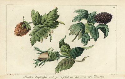 Meyveler, böğürtlenler ve meşe palamudu için nakış desenleri by A. Lutz