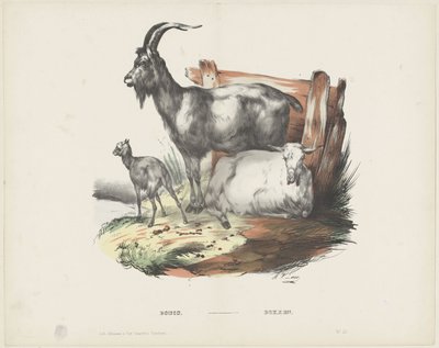 Boucs / Bokken (nesne üzerindeki başlık) by A. van Loco
