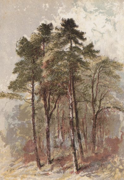 Bir grup köknar ağacı (kromolito) by Aaron Edwin Penley