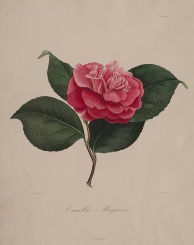 Kamelya cinsinin ikonografisi: No. 171 by Abbé Laurent Berlèse