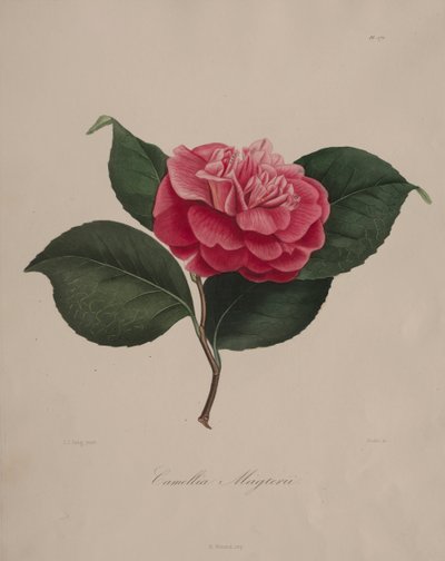 Kamelya cinsinin ikonografisi: No. 171, 1839-1843. by Abbé Laurent Berlèse