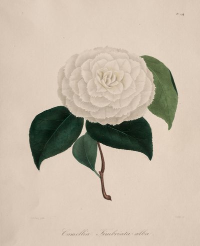 Kamelya cinsinin ikonografisi: No. 194 by Abbé Laurent Berlèse