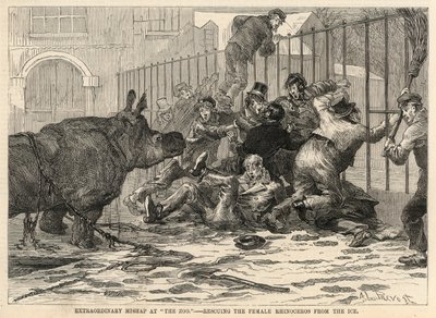 Dişi gergedanı buzdan kurtarmak SH by Abbé Prévost