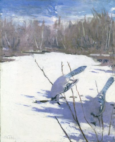 Blue Jays in Winter, Animal Kingdom