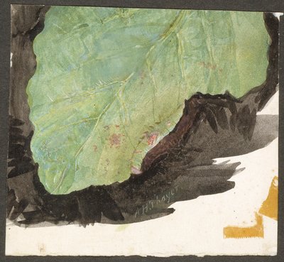 Heterocampa Biundata, Walker, Hayvanlar Aleminde Renk Gizleme kitabı için çalışma by Abbott Handerson Thayer