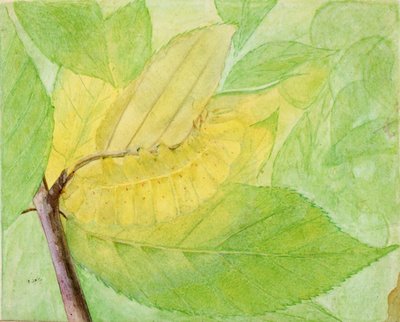 Lunar Caterpillar, Animal Kingdom