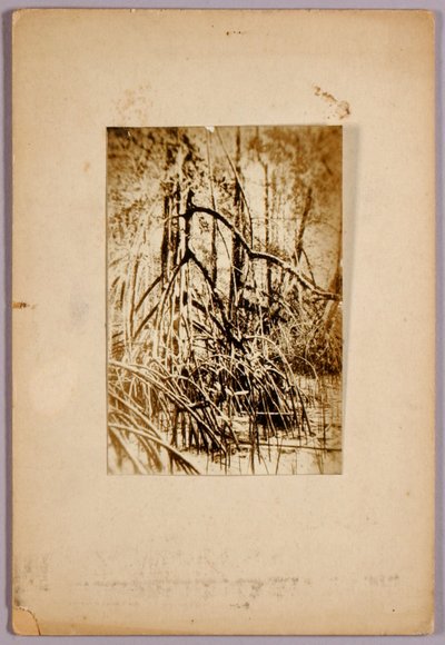 Bataklık fotoğrafı, Hayvanlar Aleminde Renk Gizleme kitabı için çalışma dosyası by Abbott Handerson Thayer