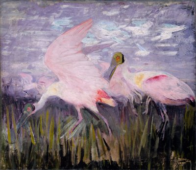 Roseate Spoonbills, Hayvanlar Aleminde Renk Gizleme kitabı için çalışma by Abbott Handerson Thayer