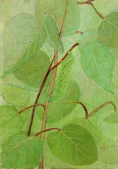 Sphinx Caterpillar, Animal Kingdom