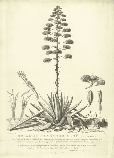 Çiçekli Amerikan Aloe, 1757 Clusius